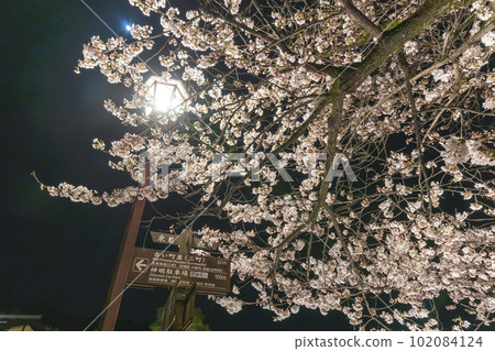230403 中橋夜櫻 s070 230403 中橋夜櫻 s070 102084124