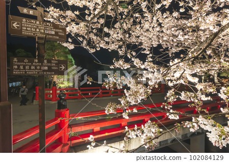 230403 中橋夜櫻 s021 230403 中橋夜櫻 s021 102084129