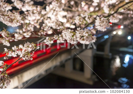 230403 Nakahashi Yozakura z008 230403 Nakahashi Yozakura z008 102084130