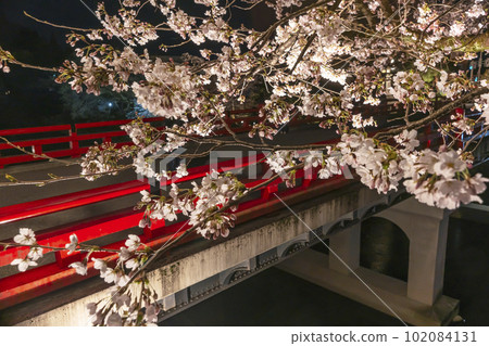 230403 Nakahashi Yozakura z005 230403 Nakahashi Yozakura z005 102084131