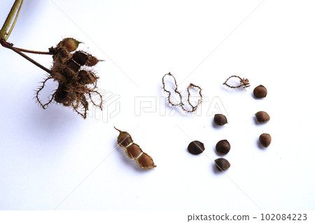 Bowing Grass Seed 17 Bowing Grass Seed 17 102084223