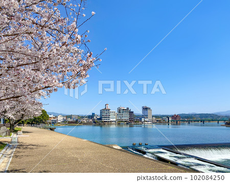Cherry blossoms in full bloom at Hita Mikumagawa Park and scenery along the river Cherry blossoms in full bloom at Hita Mikumagawa Park and scenery along the river 102084250