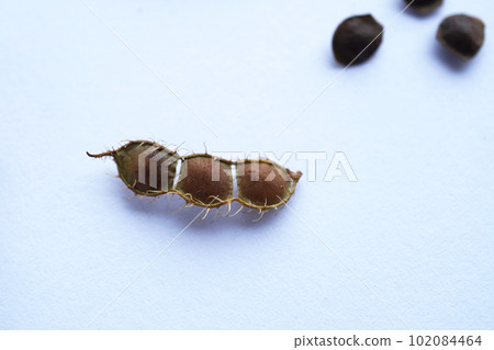 Bowing Grass Seed 18 102084464