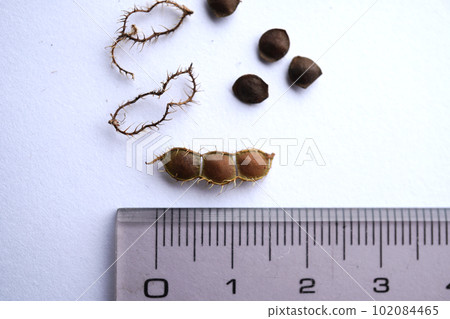 Bow grass seed 02 102084465