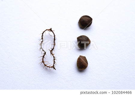 Bow grass seed 03 102084466