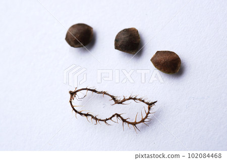 Bow grass seed 03 Bow grass seed 03 102084468