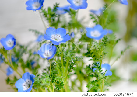 Nemophila 102084674