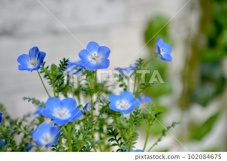 Nemophila Nemophila 102084675