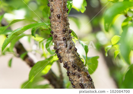 scale insect scale insect 102084700