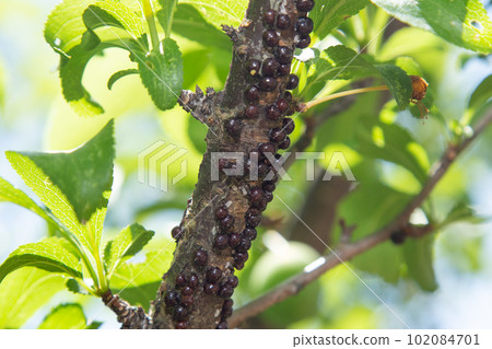 scale insect scale insect 102084701