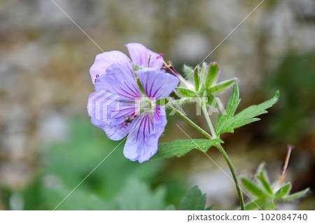 Chishima Fuuro 102084740