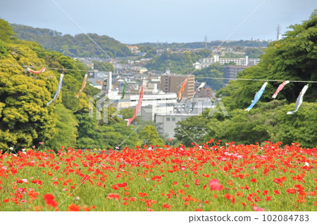 盛開的罌粟和鯉魚旗在城市景觀的背景下 102084783