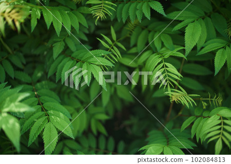 Sorbaria sorbifolia, the leaves of shrub. Green background, the plant in the nature with copy space. High quality photo Sorbaria sorbifolia, the leaves of shrub. Green background, the plant in the nature with copy space. High quality photo 102084813