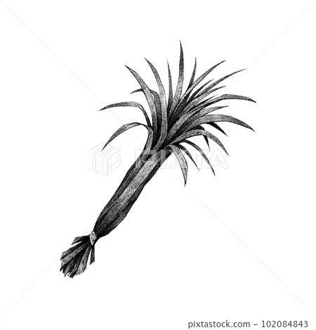 Lemongrass (single item) / monochrome 102084843