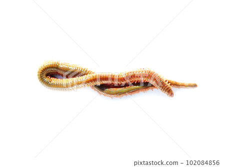 Aoisome, a fishing bait, on a white background Aoisome, a fishing bait, on a white background 102084856