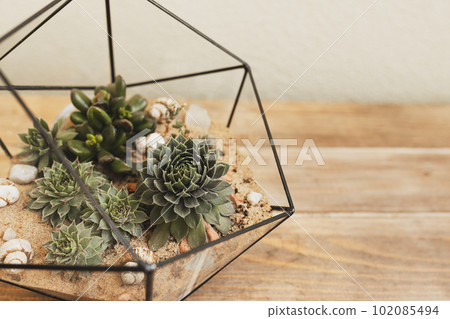 green succulents of different varieties grow in the florarium on wooden table 102085494