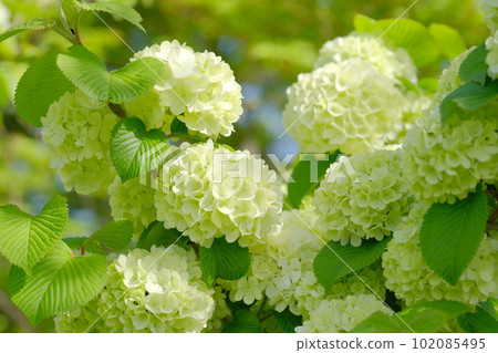 The beginning of blooming of Odemari The beginning of blooming of Odemari 102085495