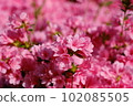 粉紅色的杜鵑花 102085505