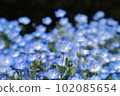 Nemophila藍色 102085654