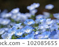 Nemophila 102085655