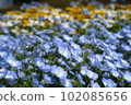 Nemophila花床 102085656