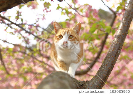 Kawazu Sakura and cat Kawazu Sakura and cat 102085960