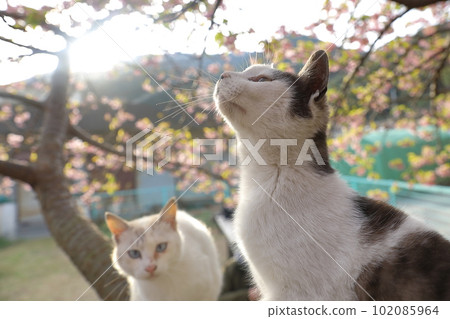 Kawazu Sakura and cat 102085964