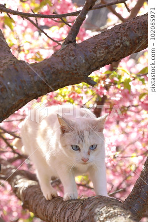 Kawazu Sakura and cat 102085971