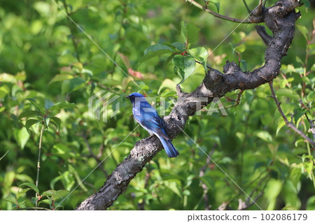 一隻青花鳥棲息在李樹上 102086179