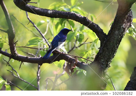 A blue-and-white bird chirping in a plum tree 102086182