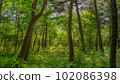 Forest landscape 102086398