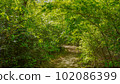 Forest road 102086399