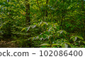 Forest landscape 102086400