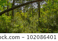Forest landscape 102086401
