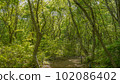 Forest road 102086402