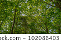 Forest landscape 102086403