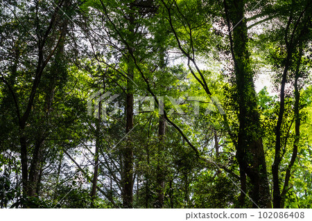 Forest Environmental Conservation Sustainable 102086408