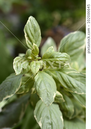 Basil Pesto Perpetuo 102086645