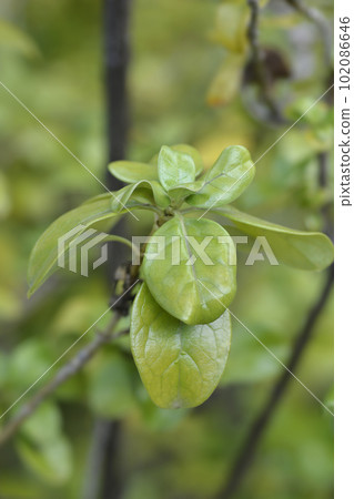 Mirror Bush Mirror Bush 102086646