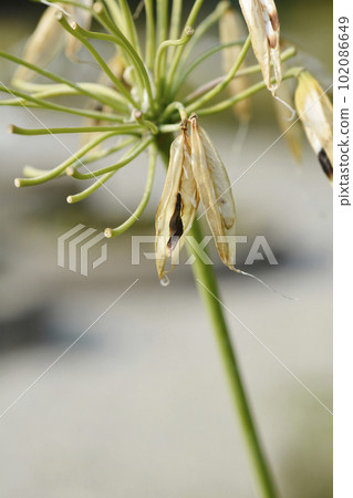 African Lily 102086649