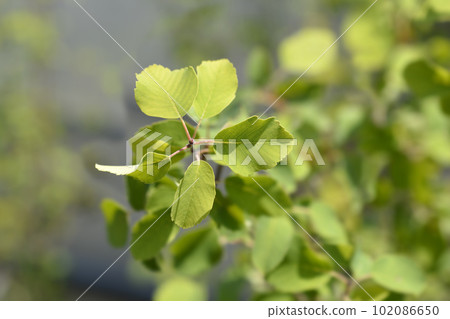 Alder-leaved serviceberry Obelisk 102086650