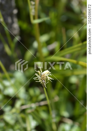 Wood sedge Wood sedge 102086672