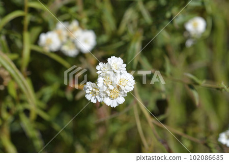 Sneezewort yarrow Sneezewort yarrow 102086685