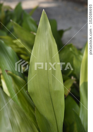 Cast-iron plant 102086693