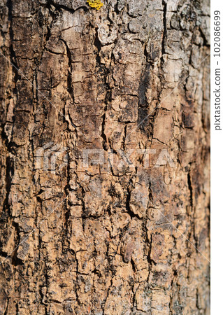 Globehead Common ash Globehead Common ash 102086699