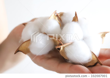 棉花棉花花 102087001