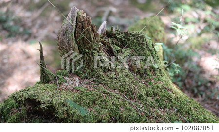 Moss growing on trees in Aokigahara Jukai - Stock Photo