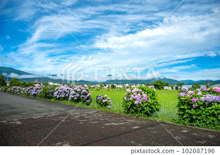 雨後的繡球花，稻田，藍天 102087196