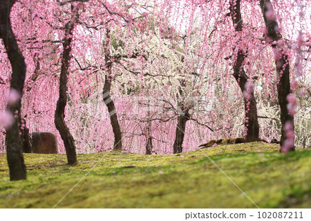 城南區的巴迪梅 102087211