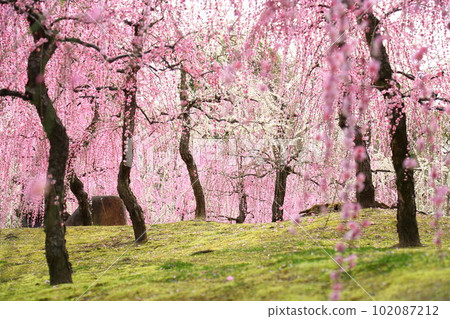 城南區的巴迪梅 102087212